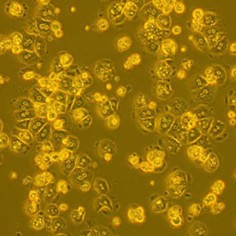 BALB/c Mouse Primary Hepatocytes BALB/c Mouse Primary Hepatocytes