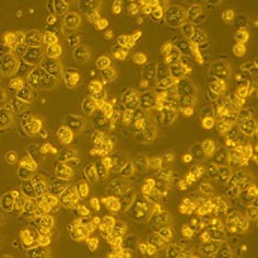 BALB/c Mouse Primary Hepatocytes- Fresh Cells BALB/c Mouse Primary Hepatocytes- Fresh Cells