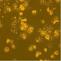 B129 Mouse Primary Hepatocytes B129 Mouse Primary Hepatocytes