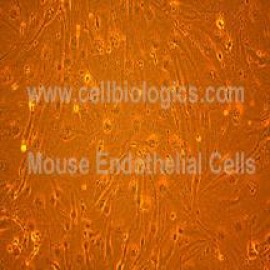 C57BL/6 Mouse Primary Aortic Endothelial Cells C57BL/6 Mouse Primary Aortic Endothelial Cells